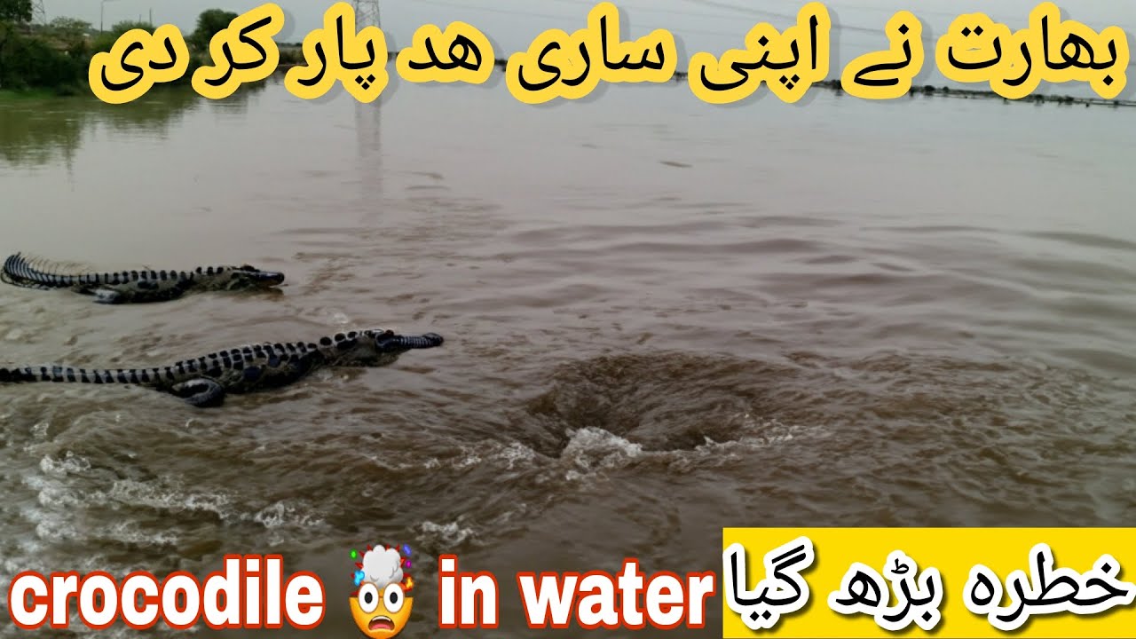 High Alert Flood Satluj River Overflow | Latest Update underwater crocodile in pakistan