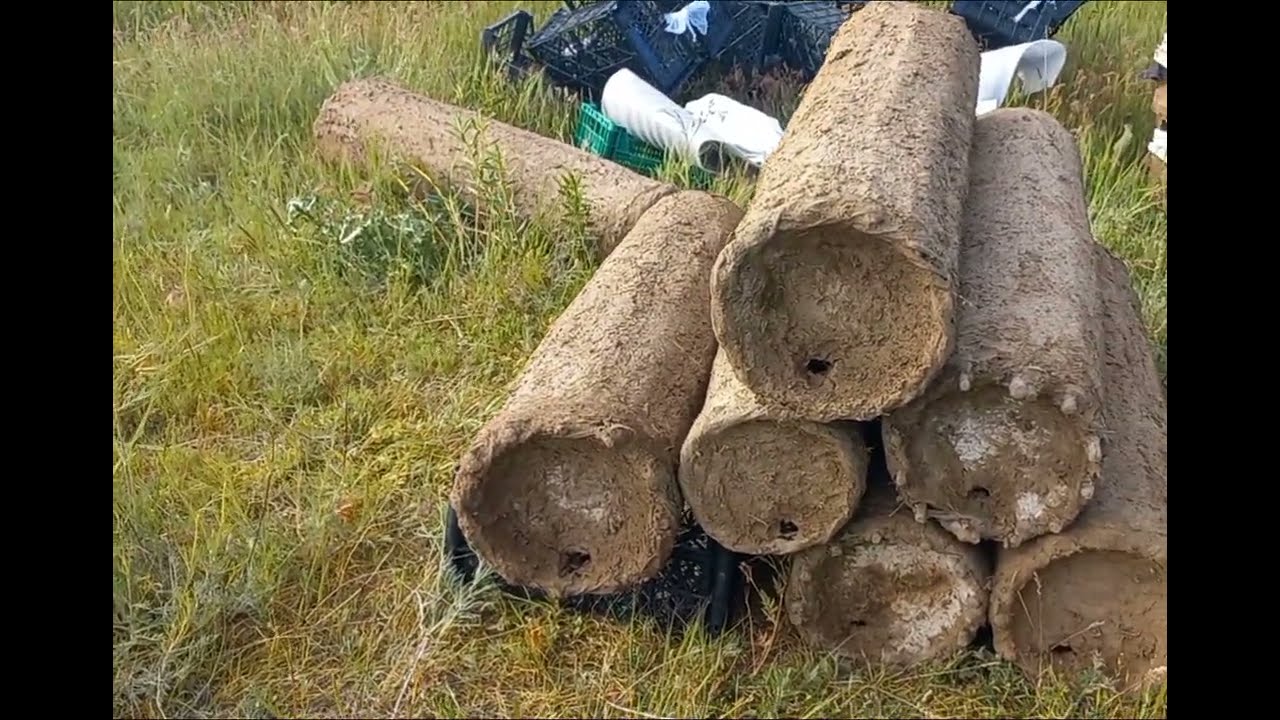 Sepet kovana arı kabüllendirmenin önemli ayrıntıları.