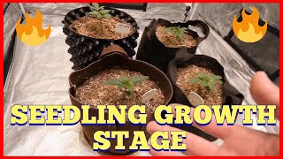 HOW I GROW FROM SEED TO HARVEST AUTOFLOWER + PHOTO PERIOD - SEEDLING GROWTH