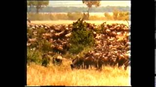 Leopards,deer hunting screenshot 4