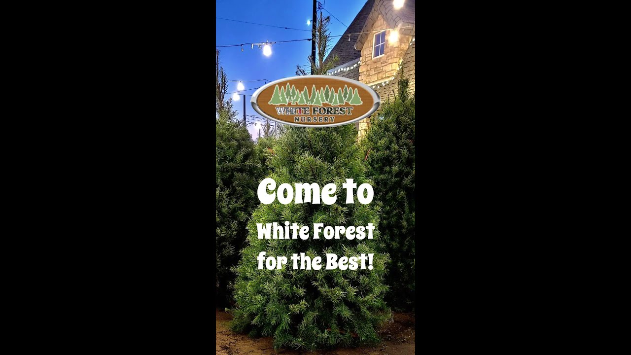 Bakersfield's Premier Christmas Tree Lot ChristmasTrees YouTube