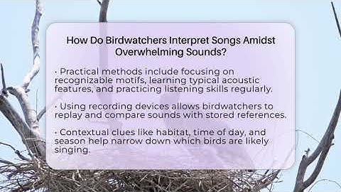 How Do Birdwatchers Interpret Songs Amidst Overwhelming Sounds? - Bird Watching Diaries