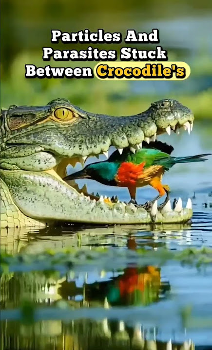 The crocodiles 🐊 and Plover bird 🐦 ever ending love story