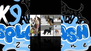 K9 Splash Zone - FedEx Small Business Grant Video Entry