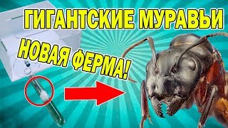 ПОСЫЛКА С МУРАВЬЯМИ! ОГРОМНЫЕ МУРАВЬИ! ЗАСЕЛЕНИЕ МУРАВЬЕВ В НОВЫЙ ДОМ!