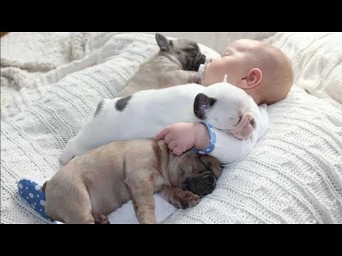 Cute is Not Enough - Funny Cats and Dogs Compilation #57