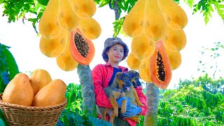 Harvesting Papaya Goes To Market Sell - Cook Eggplant With Pork, Farm, Gardening