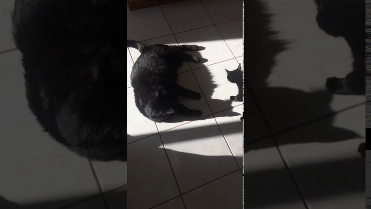 Musya vs Bratan Summer 2019 the Cat Fight Club Saga funny black cats
