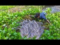 Unbelievable Fishing By Hand ! The Boy Is Catching Big Catfish From Under The Water Hyacinth.