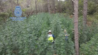 Policía detiene a 3.695 personas y desmantela más de 800 plantaciones de marihuana
