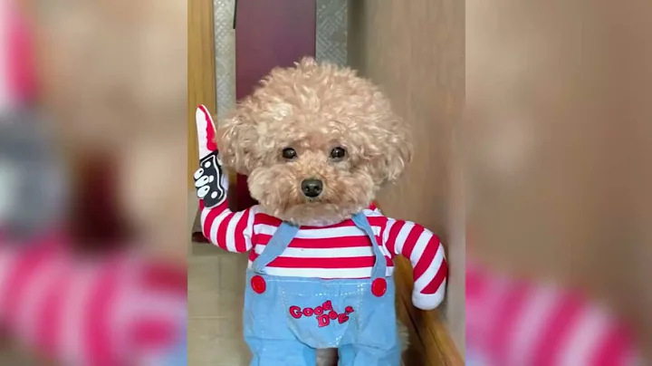 10 Scary Halloween Pet Costumes for Your Spooky Pooch