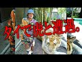 【タイランド２人旅】ヒロキング、タイで虎に遭遇！シェンロンといくタイランド