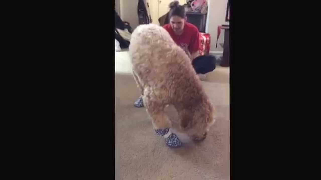 Funny Goldendoodle YouTube