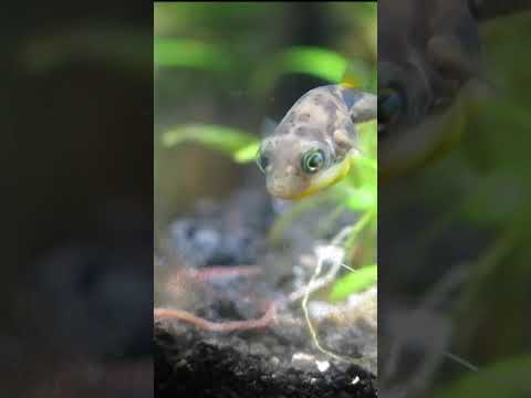 Video: Fressen Garnelen Detritus?