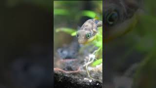Shrimp Steals Worm From Innocent Fish