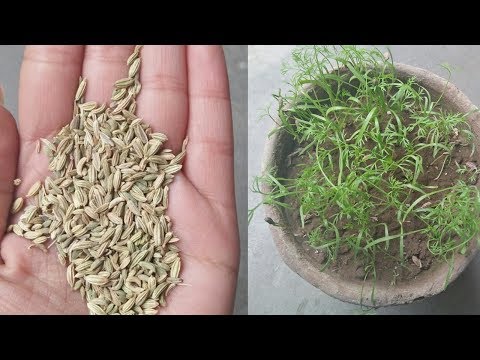 How to grow fennel| Grow fennel | Grow Soanf at home