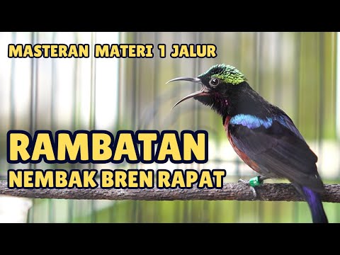 RAMBATAN PARUH MERAH GACOR!! MASTERAN RPM NEMBAK KASAR RAPAT PANJANG JERNIH COCOK BUAT SEMUA BURUNG