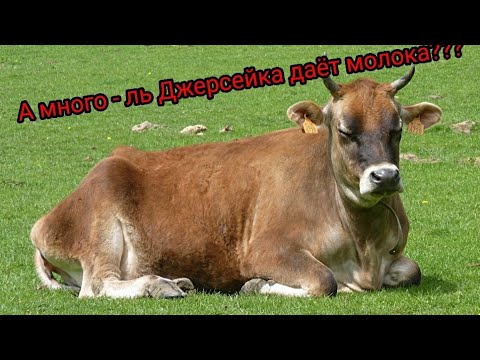 Видео: Да, Вирджиния, есть мини-корова
