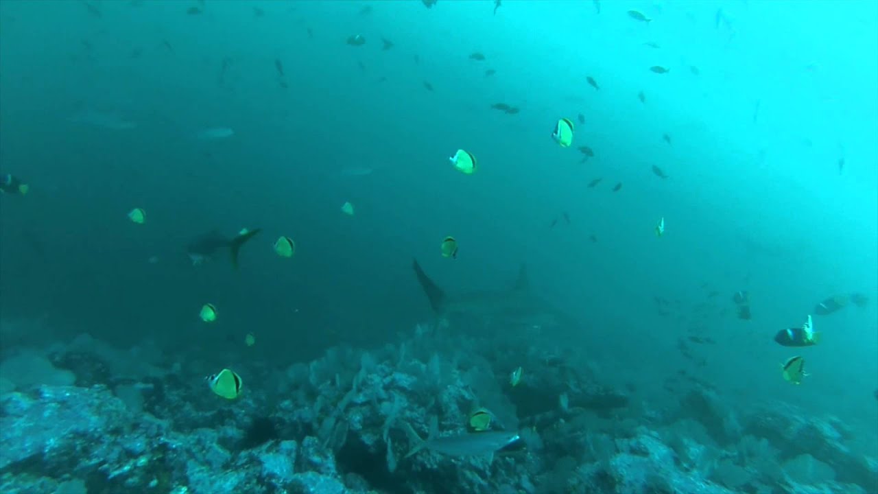 HAMMERHEAD SHARK AT MALPELO