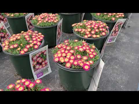 Video: Delosperma Plant Care - Att odla Mesa Verde isväxter i trädgården