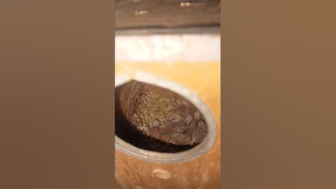 White Java Finch Breeding Progress With Prof #uniquebirdsinfo #uniquebirdsinfojavabird