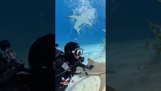 Lemon Shark affection and a Tiger Shark pass. 🦈 another perfect day #shark #lemonshark #tigershark