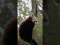 Red Panda's Super Thumb: The Secret to Their Survival?" #WildlifeWonders #AnimalsAdaptations