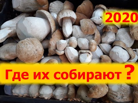 Грибы 2020 в Киеве под Киевом Киевская Черниговская область осенью