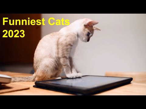 NEW FUNNY ANIMAL VIDEOS | FUNNIEST CATS🐱AND DOGS🐕VIDEOS | FUNNY CAT VIDEOS | FUNNIEST ANIMALS 2023 |