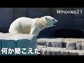 Response to something,Polar Bear 突然、何かに反応したリラ