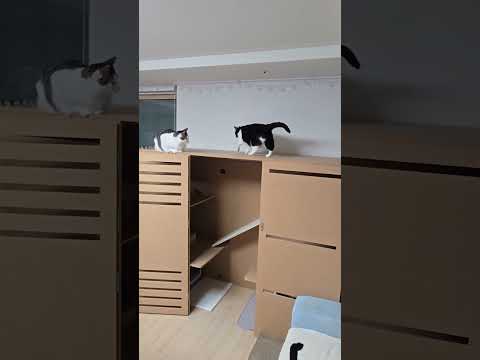 2026. 2.6 엄마와 아들 둘 #고양이 #cat #반려묘 #頑張って元ネタ #챌린지