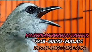 Download Lagu trucukan gacor TARUNG ROPEL PANJANG buat pancingan trucukan agar bunyi jadikan burung trucuk gacor MP3
