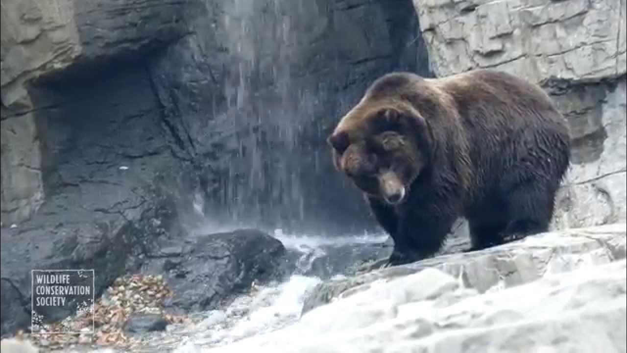 Grizzly Bears at the Central Park Zoo