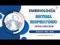 DESARROLLO DEL SISTEMA RESPIRATORIO ( EMBRIOLOGÍA )