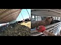 Sorting fat cattle out of our monoslope barn and loading cattle into a semi trailer POV  2.0