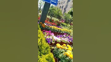 الحنجرة الذهبية عبد الباسط عبد الصمد إِذَا الشَّمْسُ كُوِّرَتْ من سورة التكوير- آية (1)