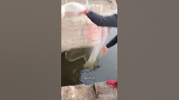 Unbelievable Cast Net Fishing Videos।Catching Lot of fish by cast net। Net fishing videos 6