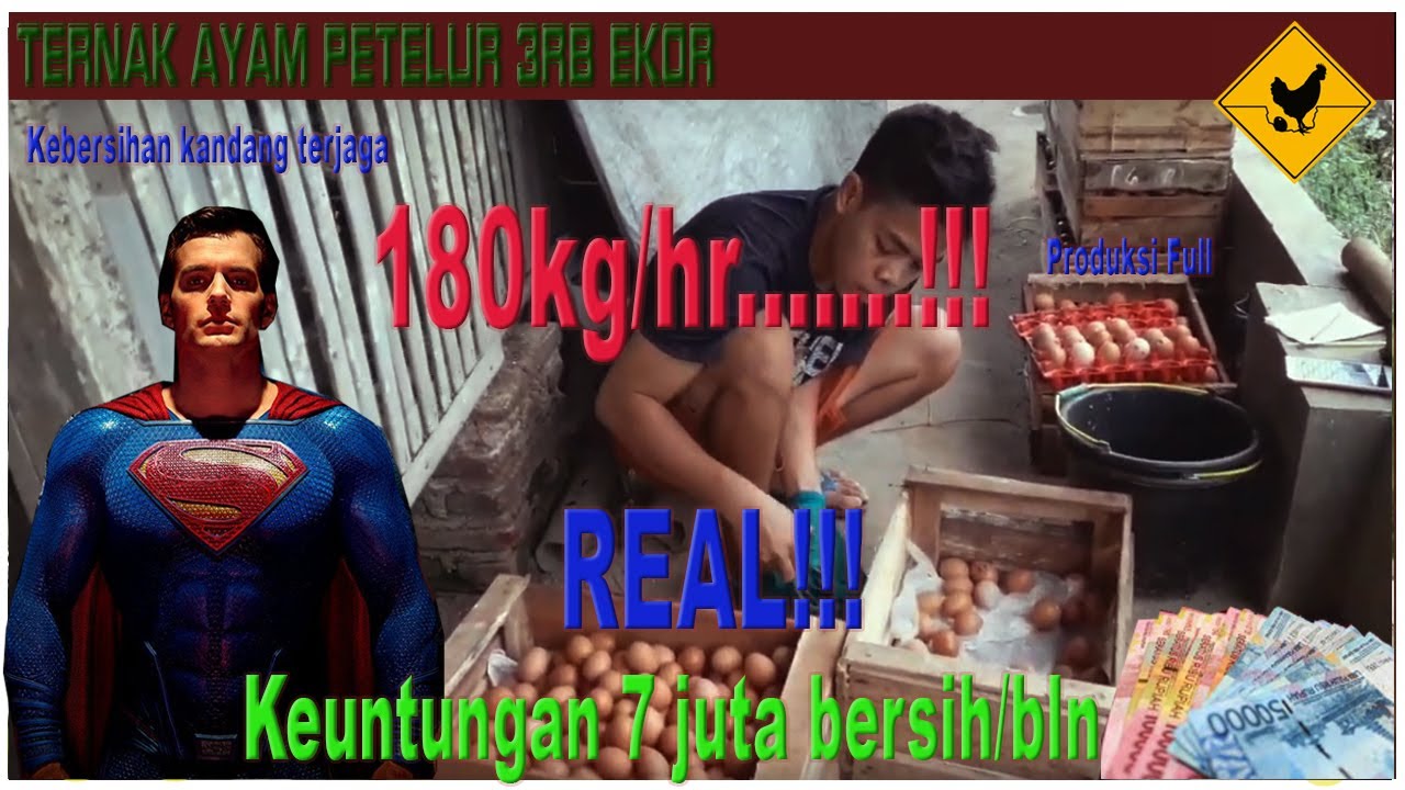 Ternak ayam petelur berjumlah 3rb ekor ! Pendapatan 7 jt Bersih 