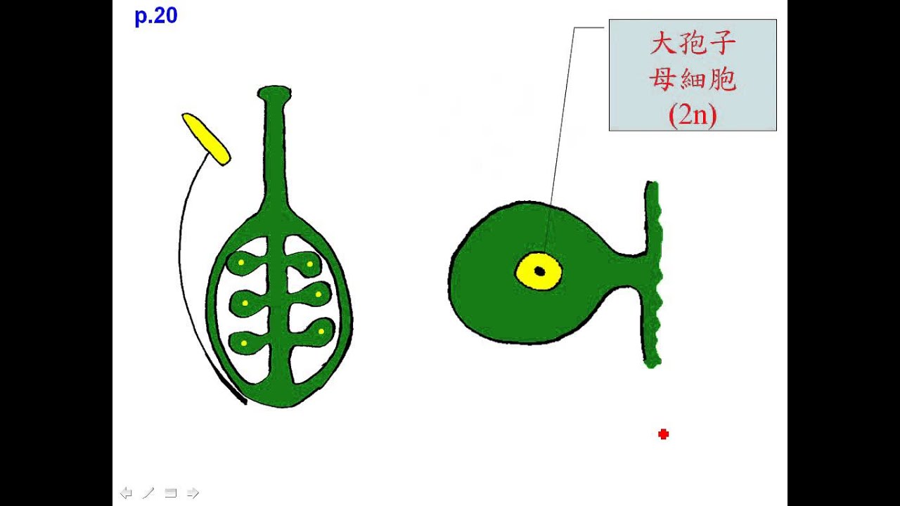4 1被子植物生活史動畫三捷 Youtube 4 1被子植物生活史動畫三捷 Youtube