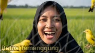 BERBURU RIBUAN BURUNG KENARI DI SAWAH PAKAI JARING DAPAT BANYAK