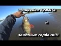 ЖОР ОКУНЯ!!! тундровая красота и зачётные горбачи!!!