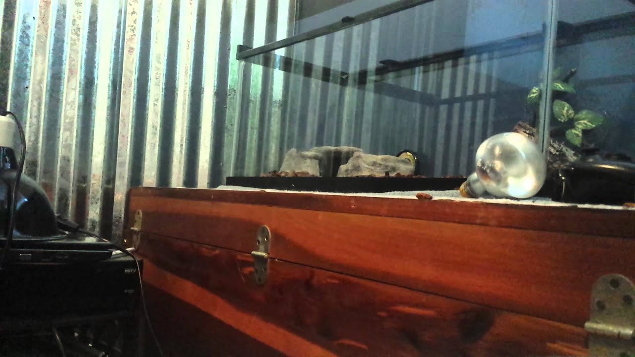 facts management Corn snake cage setup +3 corn snakes