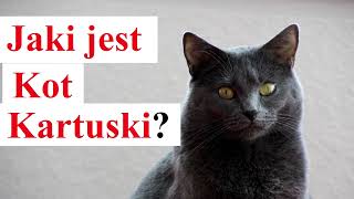 Jaki jest Kot Kartuski by Ciekawski jak Polak 951 views 2 weeks ago 10 minutes, 59 seconds