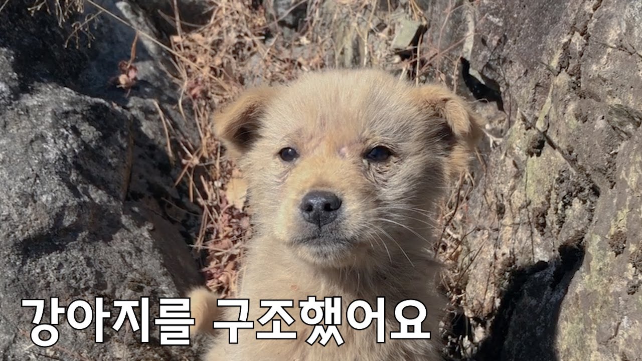 [1화]산에서 혼자 떠돌던 새끼강아지를 집으로 데려왔어요. (유기견 구조 입양) Rescue dog