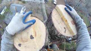 Pine Tree Topping &amp; Blocking &amp; Dropping Part 1 - (2019)