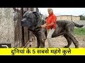 ये है दुनियां के 5 सबसे महंगे कुत्ते ? कीमत जानकर होस उड़ जायंगे | TOP 5 EXPENSIVE DOGS