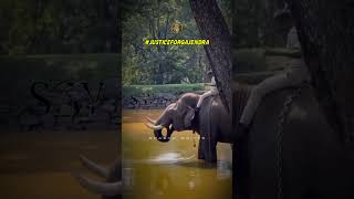 namm gajendra #justiceforgajendra #viral #trending #kgudi #gajendraelephant #support #arjunaelephant