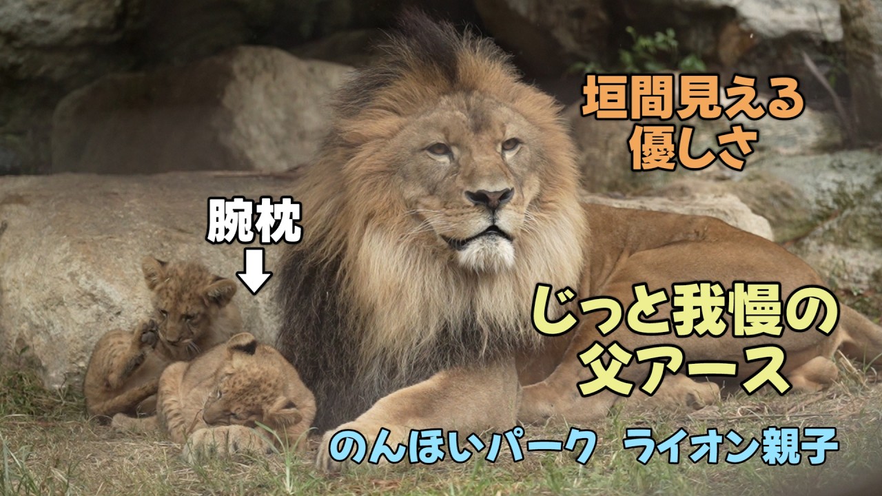 のんほいパーク　腕枕　じっと我慢の父アース　怖い顔に垣間見える優しさ　Earth＆Silk’s Lion family at Toyohashi Zoo
