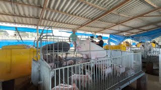 TRABALHO NA MATERNIDADE COM OS SUÍNOS , DEIXANDO AS VACINAÇÕES EM DIA ! 