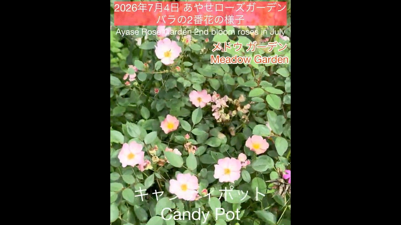 July 4, 2026 Ayase Rose Garden: Second Bloom Roses, Candy Pot, and